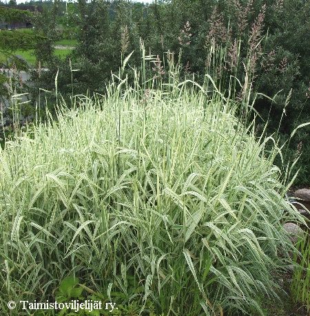 Phalaris arundinacea 'Picta'